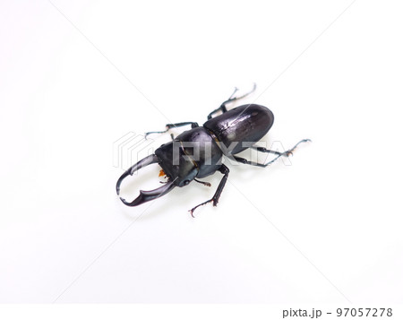 コクワガタ クワガタムシ 夏休み 子供 コクワガタ クワガタムシ 夏休み 子供 97057278