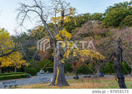 【紅葉】秋の徳島中央公園 97058173