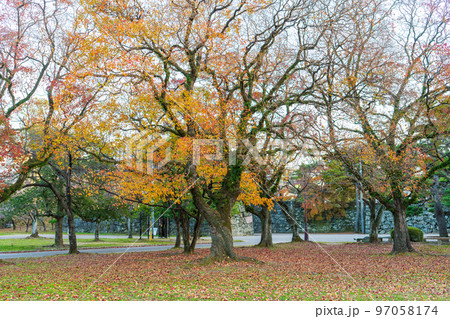【紅葉】秋の徳島中央公園 【紅葉】秋の徳島中央公園 97058174