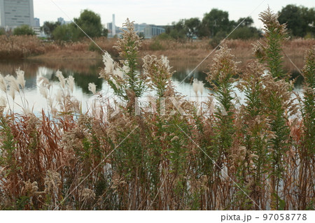 六郷川の土手を歩いた 97058778