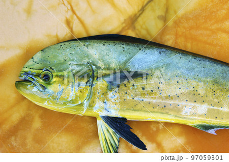 釣りたてのシイラ 97059301