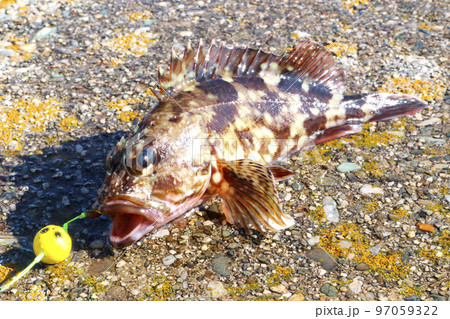 釣りたてのカサゴ 釣りたてのカサゴ 97059322