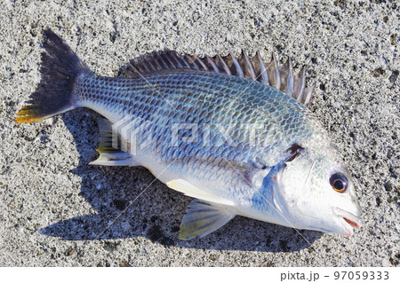 キビレ キビレ 97059333