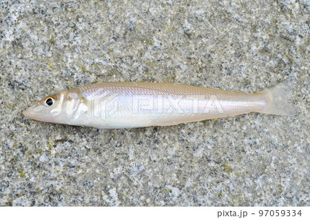 しろぎす しろぎす 97059334