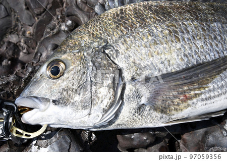 チヌの顔 チヌの顔 97059356