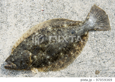 ヒラメ ヒラメ 97059369