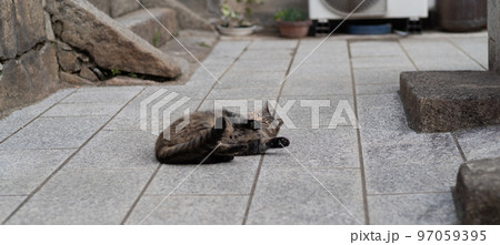 寝ころがる猫　キジトラ猫 97059395