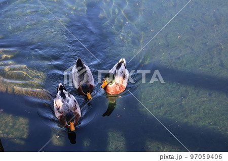 松山 杖ノ渕 松山 杖ノ渕 97059406
