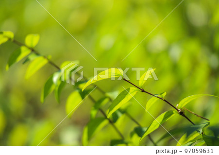 Plant green leaf in garden with bokeh background 97059631
