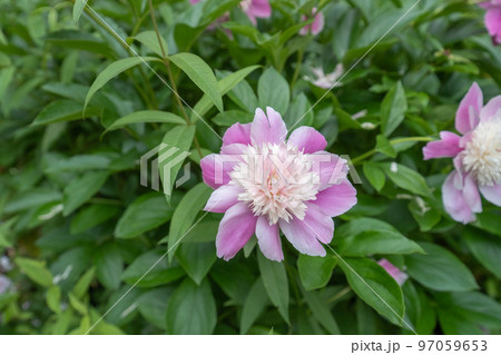 シャクヤクの大きな花 97059653