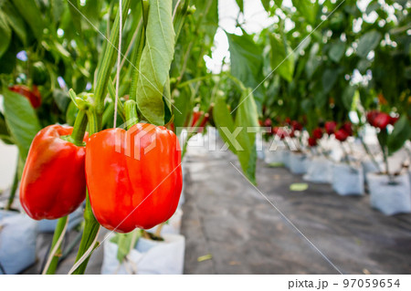 Fresh red bell peppers with green leaves growing in greenhouse garden 97059654