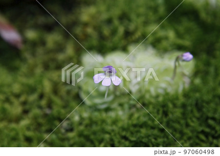 熱帯植物 フル 草の葉 97060498