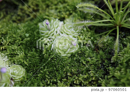 熱帯植物 フル 草の葉 97060501