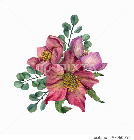 Hellebores isolated on a white background. Watercolor illustration. For Valentine day, wedding invitation, birthday and mother day cards, poster, textile design, cover, background, prints, pattern 97060956