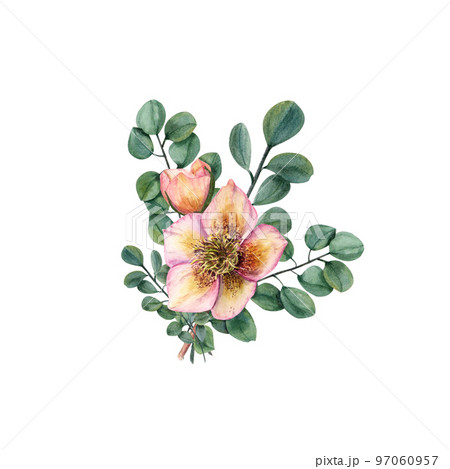 Hellebores isolated on a white background. Watercolor illustration. For Valentine day, wedding invitation, birthday and mother day cards, poster, textile design, cover, background, prints, pattern 97060957