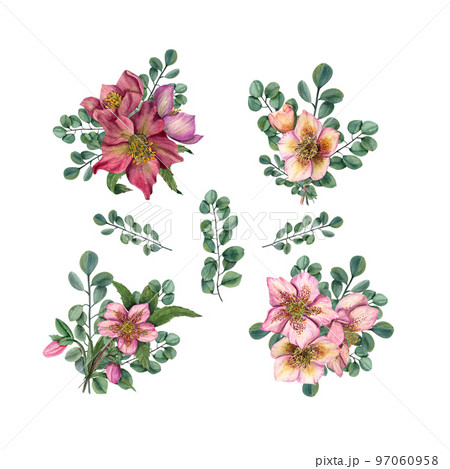 Set of watercolor botanical illustration of hellebores, isolated on white background. Elements for Valentine day, wedding invitation, birthday and mother day cards, prints and different decorations. 97060958