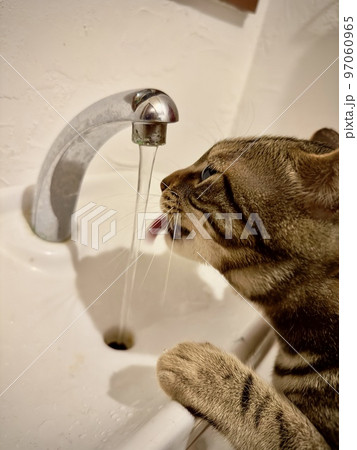 そして勢いよく手洗いの水を飲み出した猫 97060965
