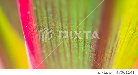 Plant leaf close up abstract background Plant leaf close up abstract background 97061141