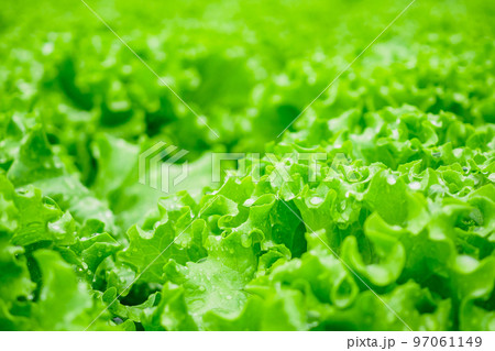 Closeup Fresh organic green leaves lettuce salad plant in hydroponics vegetables farm system 97061149