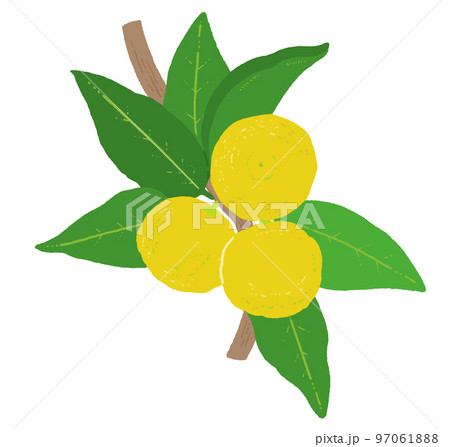 ユズの木の線画イラスト ユズの木の線画イラスト 97061888