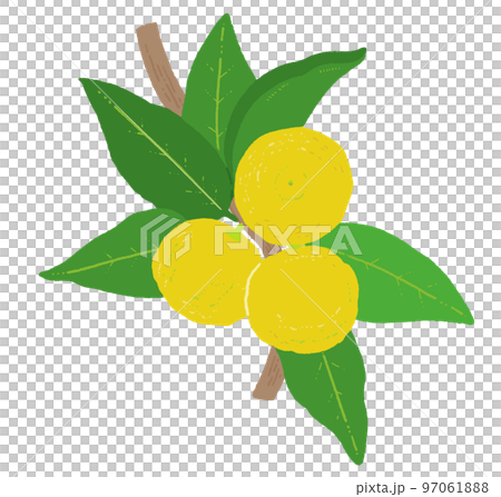 ユズの木の線画イラスト ユズの木の線画イラスト 97061888