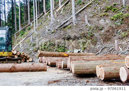 等級ごとに分類された杉と桧の原木 97061911