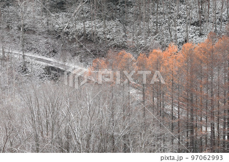 【北海道美瑛町】晩秋の紅葉と雪化粧 97062993