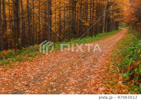 【北海道】黄葉の林道 97063012