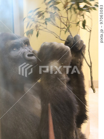 お食事タイムのゴリラ 97063083