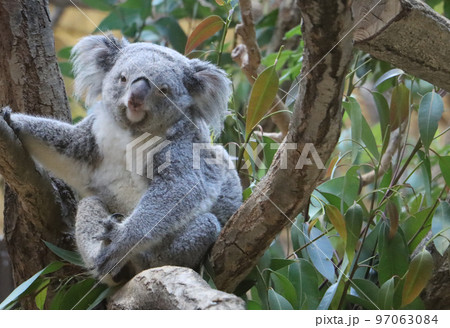 こっち見てるかわいいコアラ 97063084
