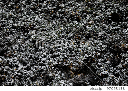 【北海道美瑛町】笹と雪化粧 【北海道美瑛町】笹と雪化粧 97063138
