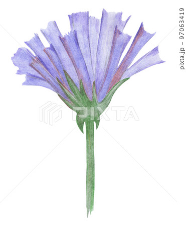 Blue Flowers Isolated on White Background. Blue Flower Element Drawn by Colored Pencil. Blue Flowers Isolated on White Background. Blue Flower Element Drawn by Colored Pencil. 97063419
