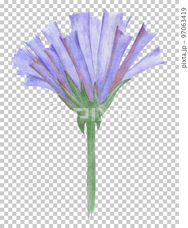 Blue Flowers Isolated on White Background. Blue Flower Element Drawn by Colored Pencil. Blue Flowers Isolated on White Background. Blue Flower Element Drawn by Colored Pencil. 97063419