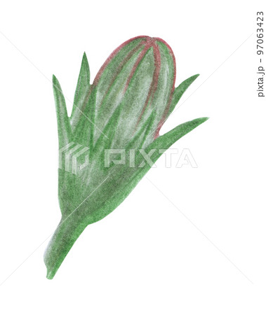 Flower Bud Isolated on White Background. Flower Element Drawn by Colored Pencil. 97063423