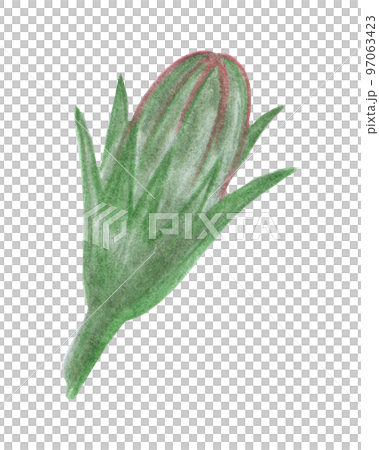 Flower Bud Isolated on White Background. Flower Element Drawn by Colored Pencil. 97063423