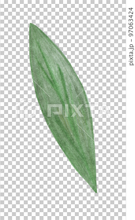Green Leaf of Flower Isolated on White Background. Flower Leaf Element Drawn by Color Pencil. 97063424