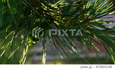 Pine branch in the sun. Selective focus. Pine needles in summer in macro. 97064296