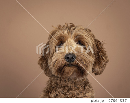 Cobberdog on brown background 97064337