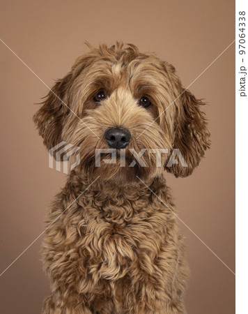 Cobberdog on brown background Cobberdog on brown background 97064338