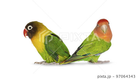 Lovebirds on white background 97064343