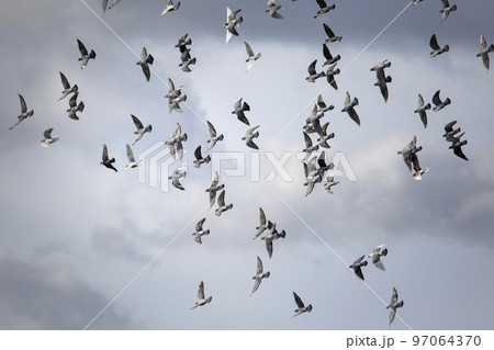flock of homing pigeon flying against cloudy sky flock of homing pigeon flying against cloudy sky 97064370