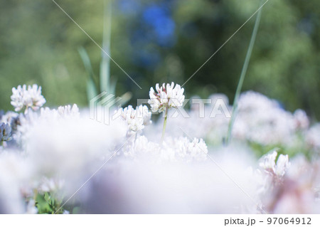 The flowers of clover blooming in a garden. 97064912