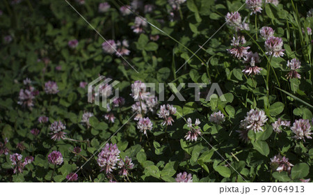 The flowers of clover blooming in a garden. 97064913