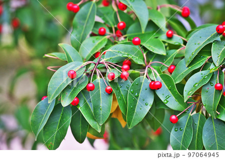 赤い実を付けたソヨゴ（冬、十二月） 97064945