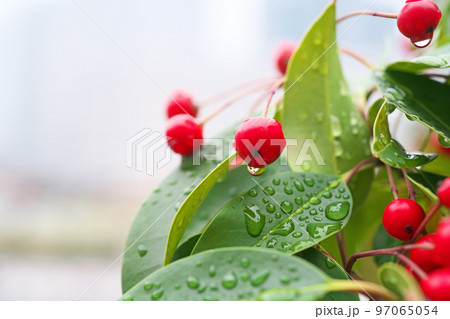 赤い実を付けたソヨゴ（冬、十二月） 97065054