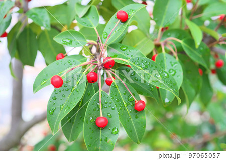 赤い実を付けたソヨゴ（冬、十二月） 97065057