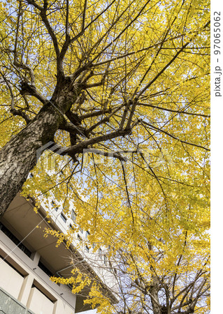 会館横の色づいたイチョウの木【長崎】 97065062