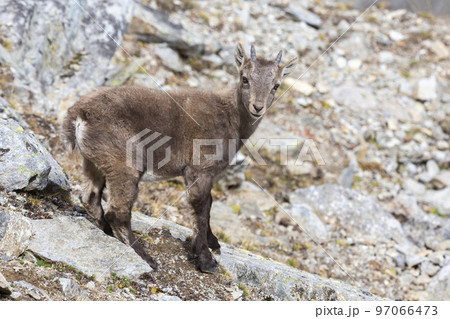 Juvenile Alpine ibex (Capra ibex) in the Swiss Alps 97066473