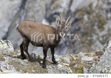 Adult female Alpine ibex (Capra ibex) in the Swiss Alps 97066475
