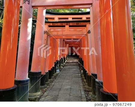 伏見稲荷大社　千本鳥居　京都 97067249
